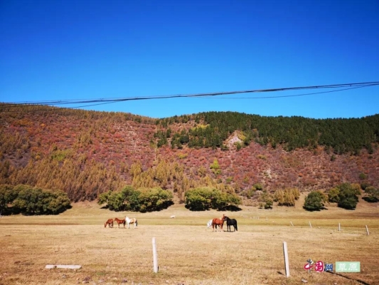 赤峰巴林右旗羊羔店電話號(hào)碼-第1張圖片