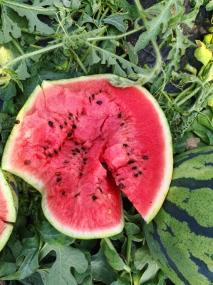 赤峰附近西瓜產地電話號碼-第1張圖片