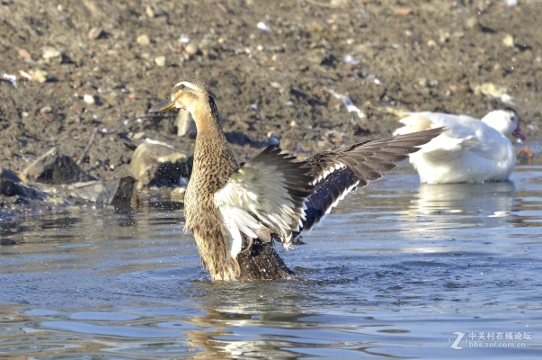 內(nèi)蒙古赤峰市鴨子河村-第1張圖片