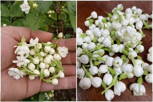 赤峰賣(mài)茉莉花市場(chǎng)電話號(hào)碼-第1張圖片