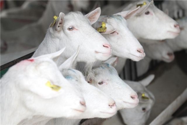 赤峰羊奶專營店地址電話號碼-第1張圖片