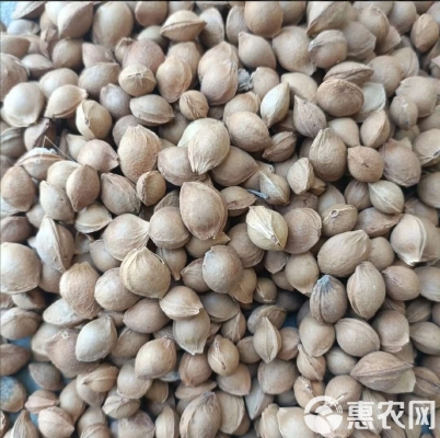 赤峰杏核最新價(jià)格-第1張圖片