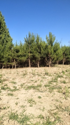 赤峰地區(qū)收購油松樹電話號碼-第1張圖片