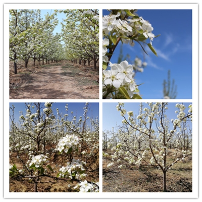 內(nèi)蒙赤峰寧城社保局電話號碼-第1張圖片