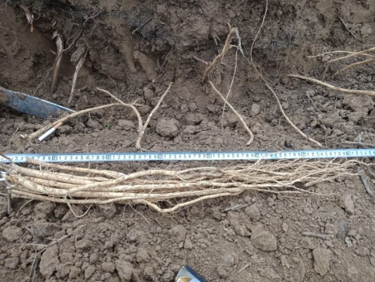 赤峰出售黃芪苗電話號(hào)碼是多少-第1張圖片