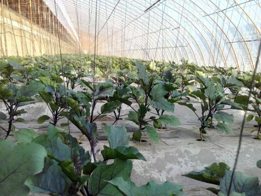 寧城蔬菜赤峰專賣店電話號碼-第1張圖片