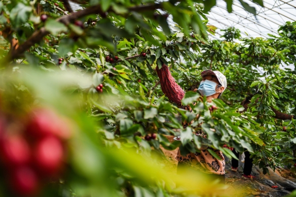 赤峰寧成草莓采摘園電話號碼-第1張圖片