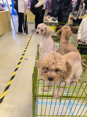 赤峰寵物招學徒電話號碼查詢-第1張圖片