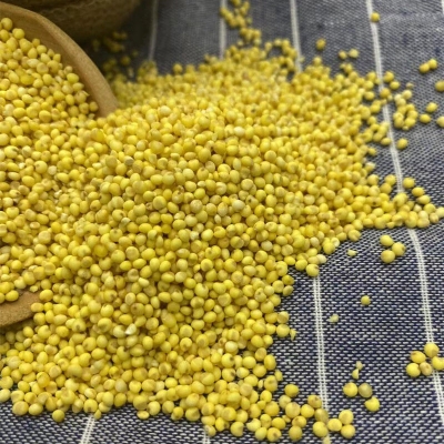 赤峰大黃米廠家地址電話號碼-第1張圖片