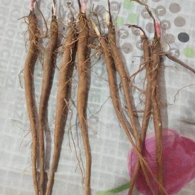 內(nèi)蒙赤峰種子公司電話號(hào)碼-第1張圖片