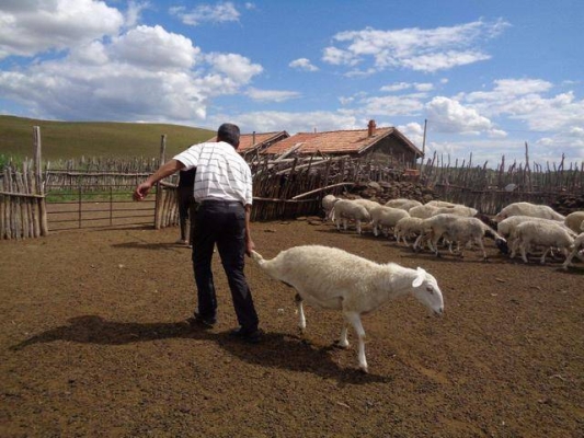 赤峰羊糞廠家供應(yīng)商電話號(hào)碼-第1張圖片