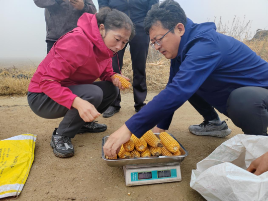 赤峰玉米收購電話-第1張圖片