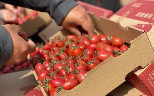 赤峰水泉番茄酒店電話號碼多少-第1張圖片