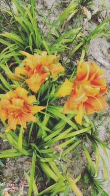 赤峰左旗東風(fēng)賓館電話號碼多少-第1張圖片