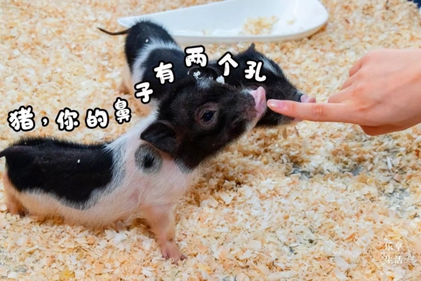 赤峰賣龍貓的地方電話號(hào)碼-第1張圖片