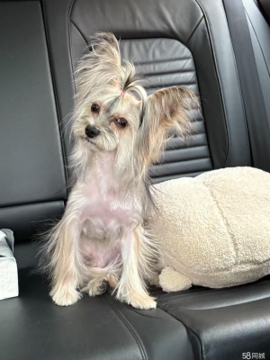 赤峰哪里賣寵物-第1張圖片