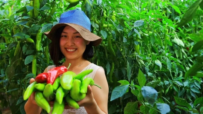 赤峰甜椒代收電話號碼查詢-第1張圖片