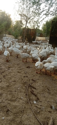 赤峰自家大鵝電話號碼多少-第1張圖片