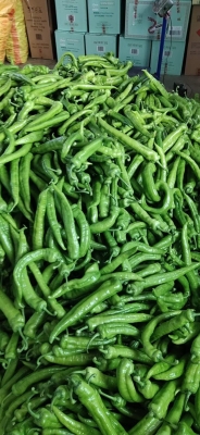 赤峰尖椒銷售電話是多少號-第1張圖片