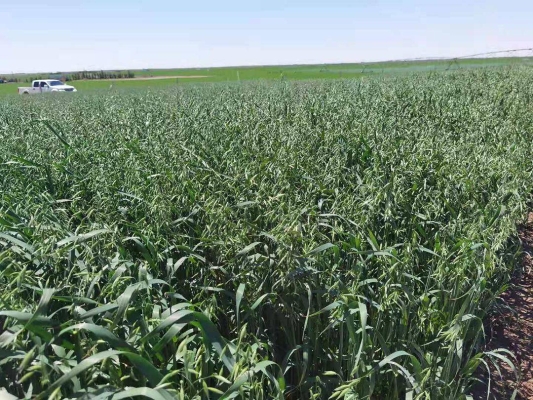 赤峰收購李子的電話號(hào)碼是多少-第1張圖片