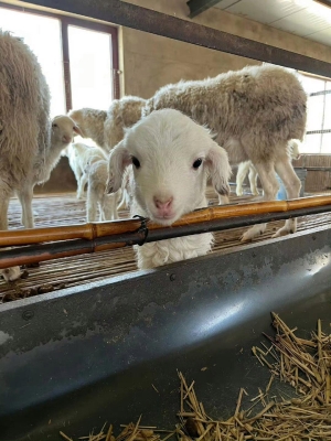 赤峰雙信種豬場(chǎng)電話號(hào)碼-第1張圖片