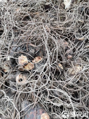 赤峰蒼術價格-第1張圖片