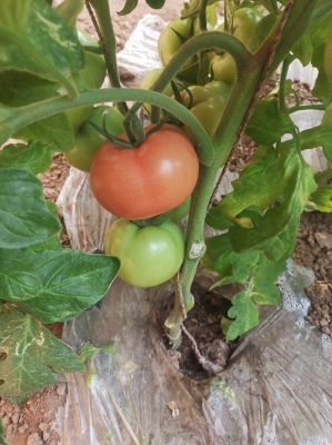 赤峰喀喇沁旗干雞糞廠電話多少-第1張圖片