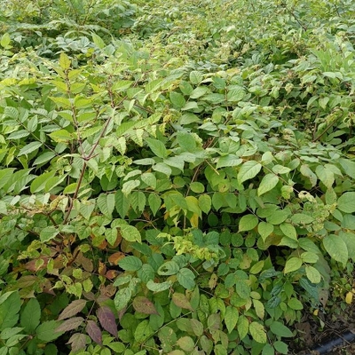 赤峰桓仁劉家苗圃電話地址是多少-第1張圖片