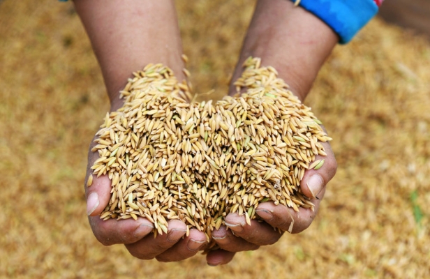 赤峰鴨絨收購電話地址是多少號-第1張圖片