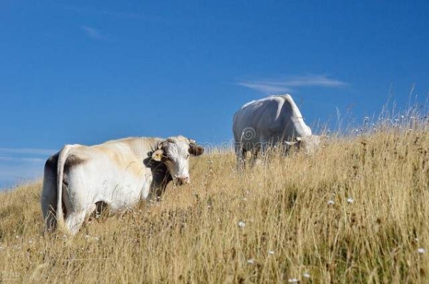 赤峰出售母牛電話地址是多少號-第1張圖片