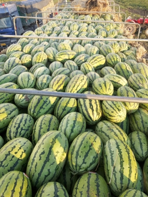 赤峰收西瓜老板電話是多少號-第1張圖片