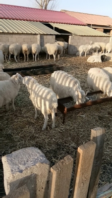赤峰棉羊養(yǎng)殖場地址電話號(hào)碼-第1張圖片