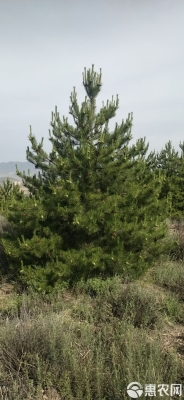 赤峰油松苗基地批發(fā)電話號(hào)碼-第1張圖片