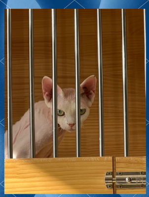 赤峰托運寵物電話多少號碼-第1張圖片