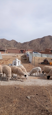 赤峰市北山豬場(chǎng)電話(huà)號(hào)碼-第1張圖片