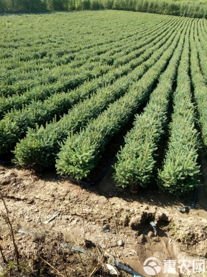 赤峰云衫樹(shù)苗基地電話號(hào)碼-第1張圖片
