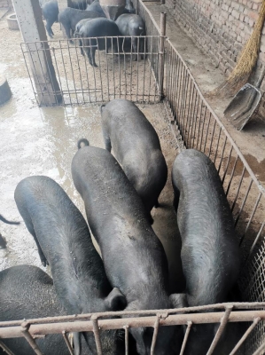 赤峰收農(nóng)家豬電話號(hào)多少號(hào)-第1張圖片