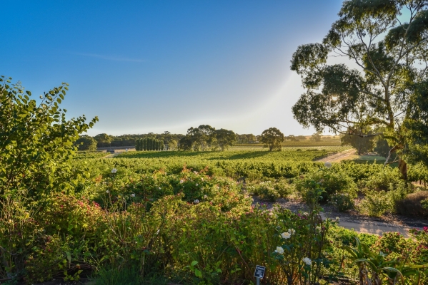 赤峰紅格爾玫瑰莊園電話號碼-第1張圖片