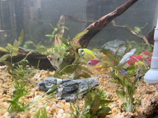 赤峰轉(zhuǎn)轉(zhuǎn)二手魚缸電話號碼-第1張圖片