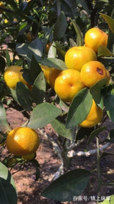 赤峰采摘橘子園電話多少號-第1張圖片