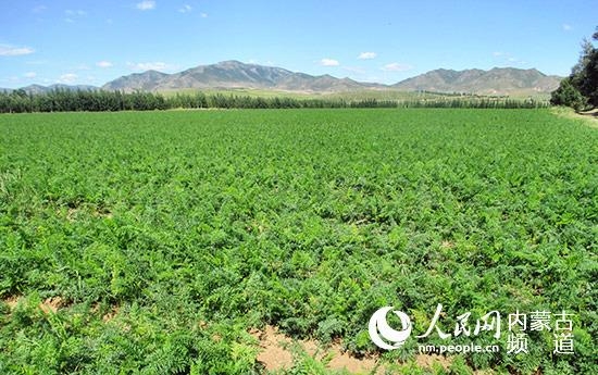 赤峰種植基地公司地址電話號(hào)碼-第1張圖片