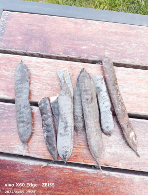 赤峰收購皂角樹電話地址查詢-第1張圖片