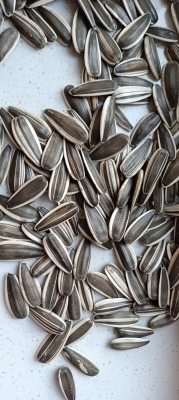 赤峰葵花種植基地電話號(hào)碼-第1張圖片