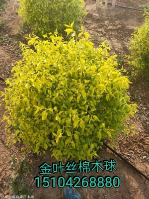 赤峰金葉專賣店電話地址查詢-第1張圖片