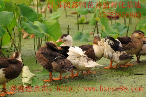 赤峰鴨苗養(yǎng)殖場電話地址查詢-第1張圖片