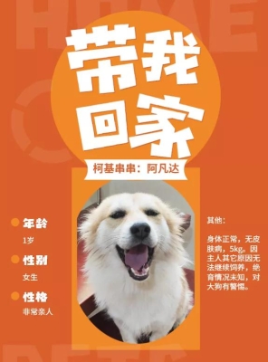 赤峰市無償領(lǐng)養(yǎng)狗狗電話號(hào)碼-第1張圖片