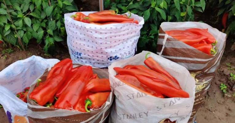 赤峰優(yōu)選采摘園電話多少號-第1張圖片