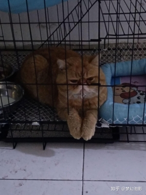 赤峰貓籠出售電話號碼查詢-第1張圖片