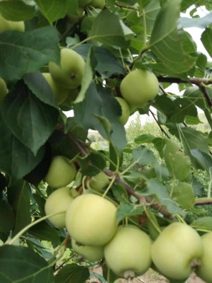 赤峰地區(qū)沙果種植基地電話號碼-第1張圖片