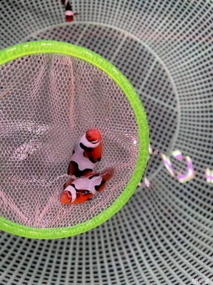 觀賞魚批發(fā)赤峰店電話地址-第1張圖片